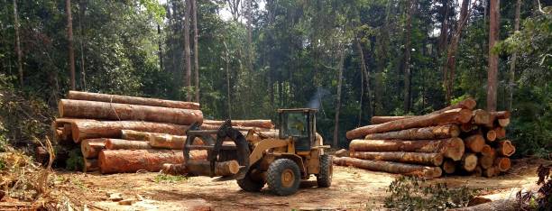How Our Tree Care Process Works  in  Lancaster, WI