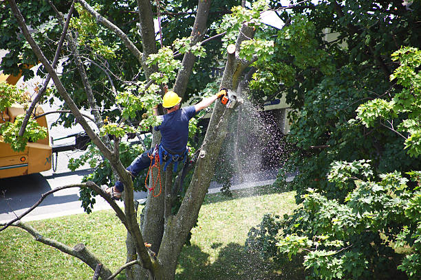 Reliable Lancaster, WI Tree Care Solutions